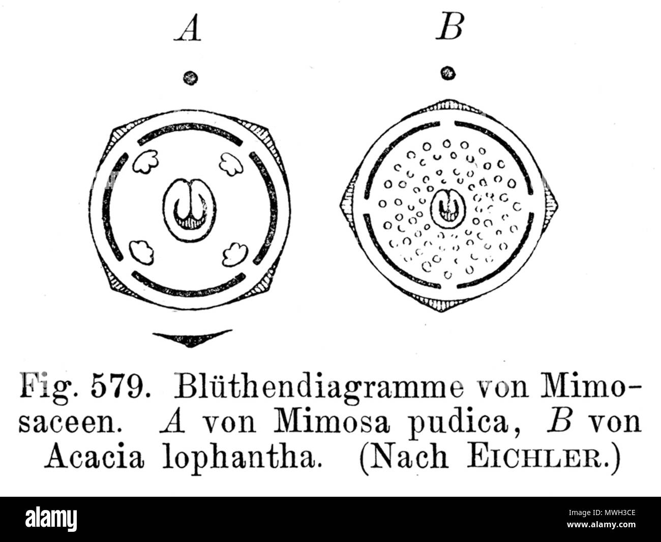 . Flower diagrams of Mimosaceae A Mimosa pudica, B Acacia lopantha
