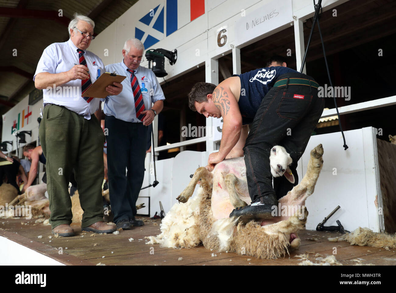 Dean Nelmes takes part in the first heat of the English National sheep shearing Championships during the Royal Bath and West Show at the Bath and West Showground near Shepton Mallet in Somerset. Stock Photo