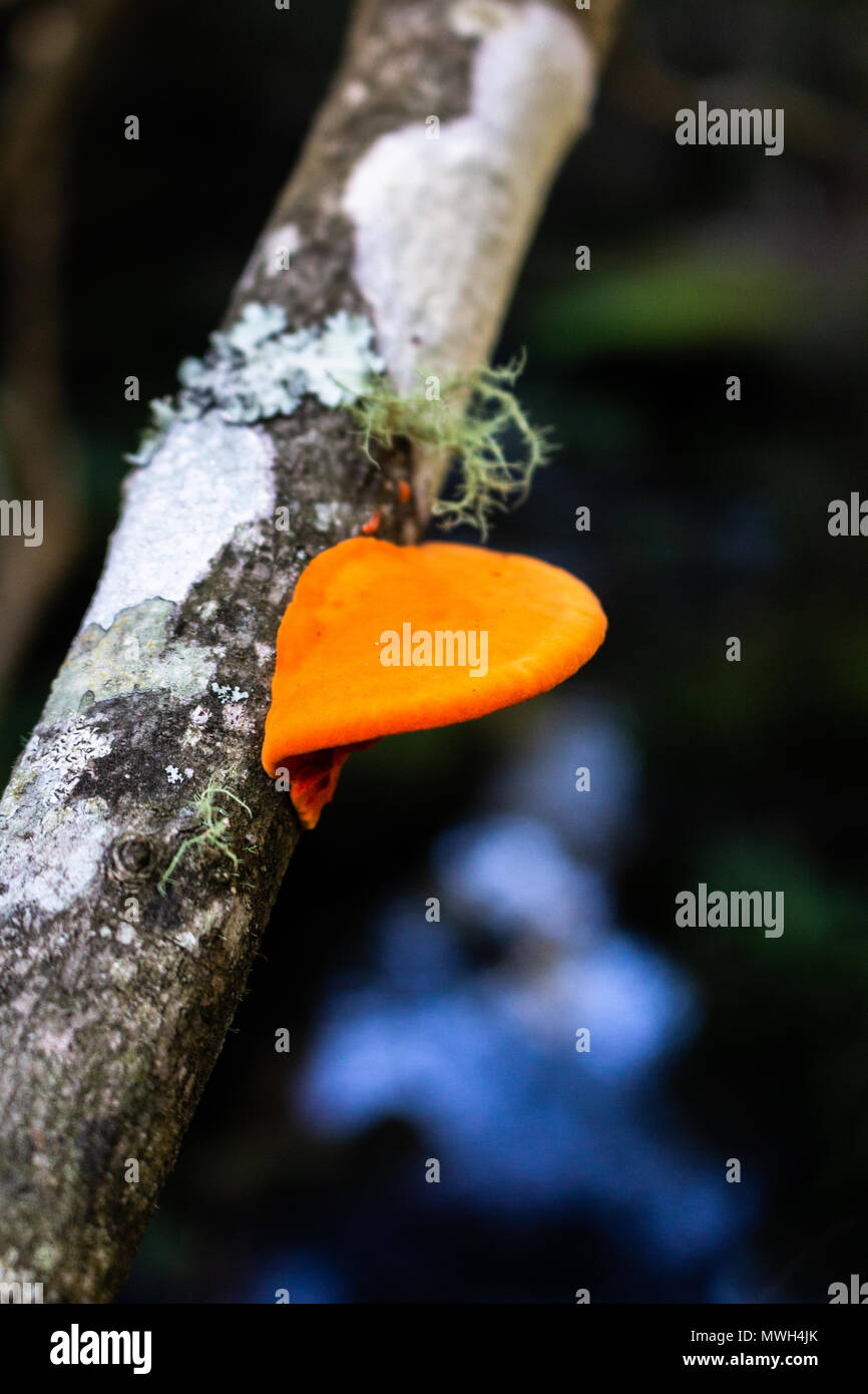 A bright orange fungi on a tree at Lane Cove National Park Stock Photo