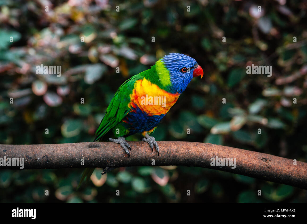 Colorful parrot Lori or Loriinae with blue head sits on branch of tree in forest close up Stock Photo