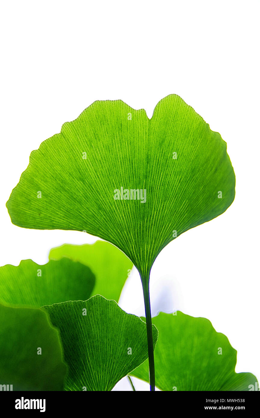 Gingko Leaf Example Gingko leaves hi-res stock photography and images - Alamy