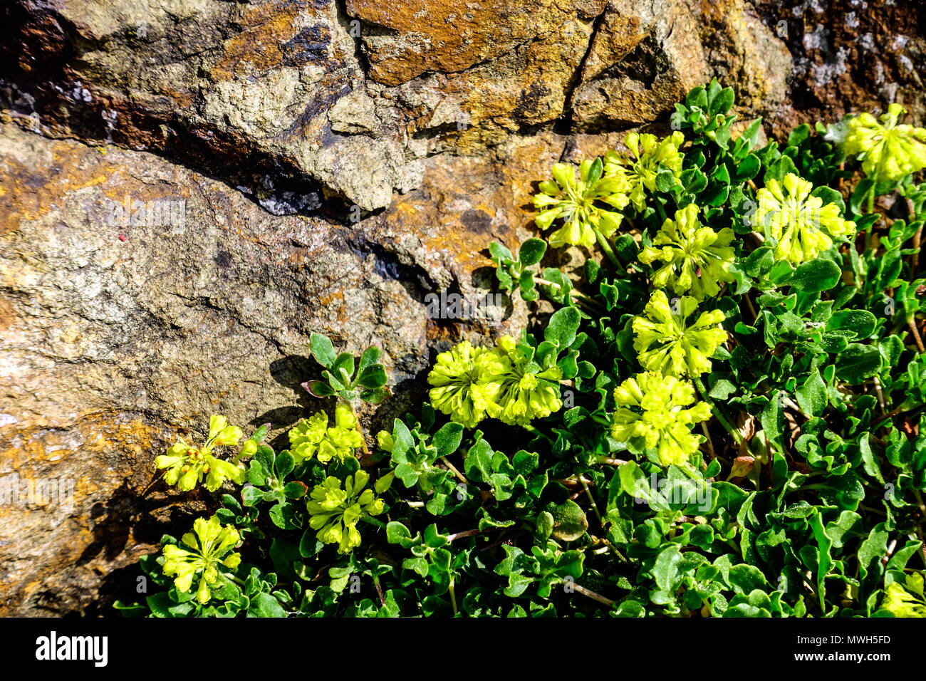 Eriogonum umbellatum ' Porteri ' alpine plants rockery stone Stock Photo