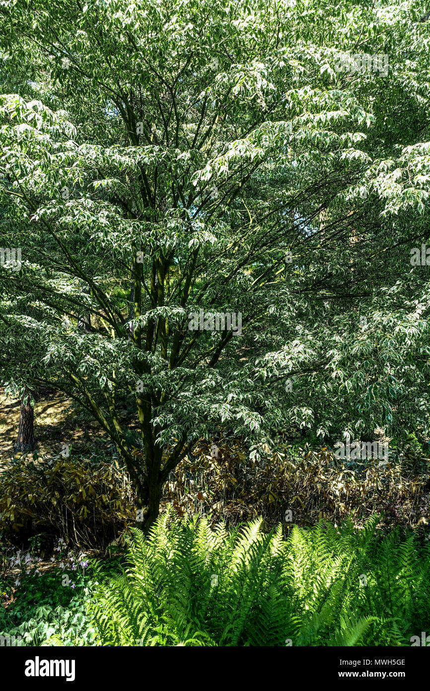 Zelkova serrata " Variegata Stock Photo - Alamy