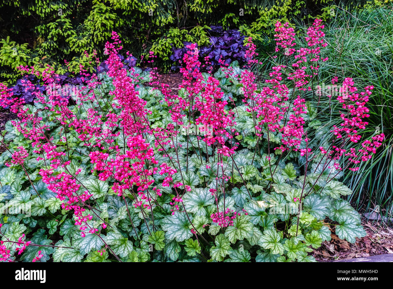 Coral Bells Heuchera Paris Heuchera Flowers Garden Scene Heucheras 