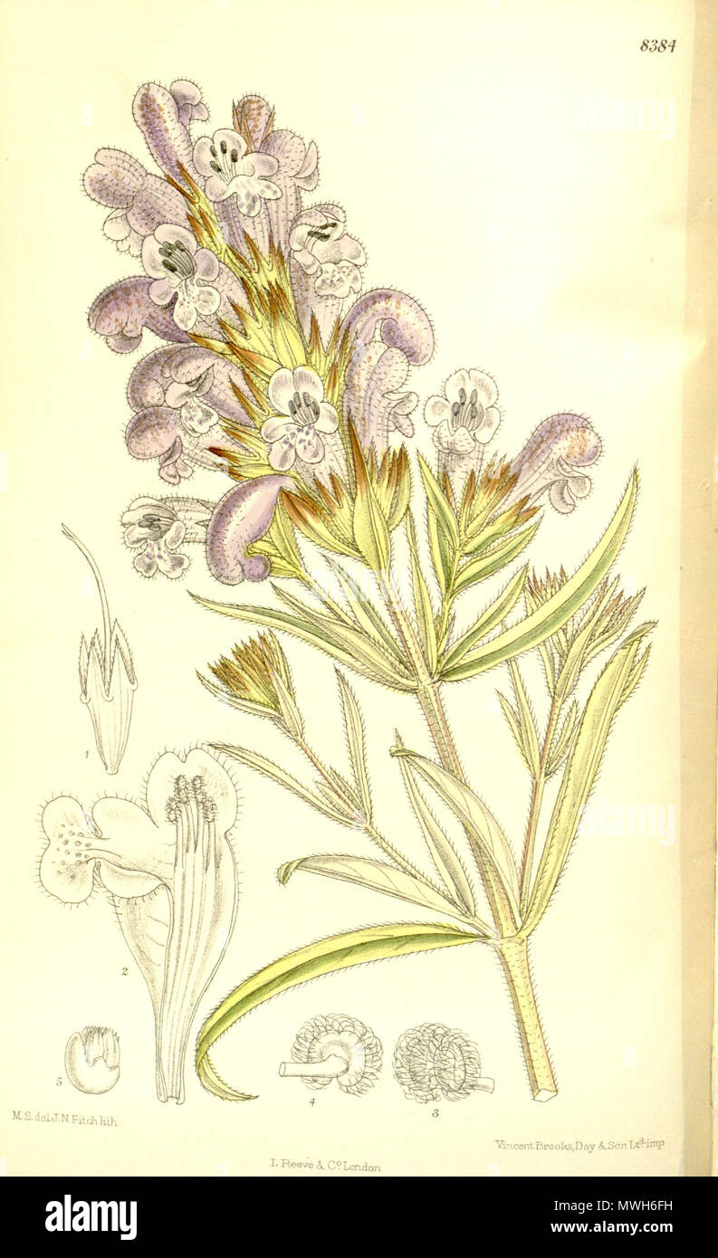 . Dracocephalum argunense, Lamiaceae . 1911. M.S. del., J.N.Fitch lith. 169 Dracocephalum argunense 137-8384 Stock Photo