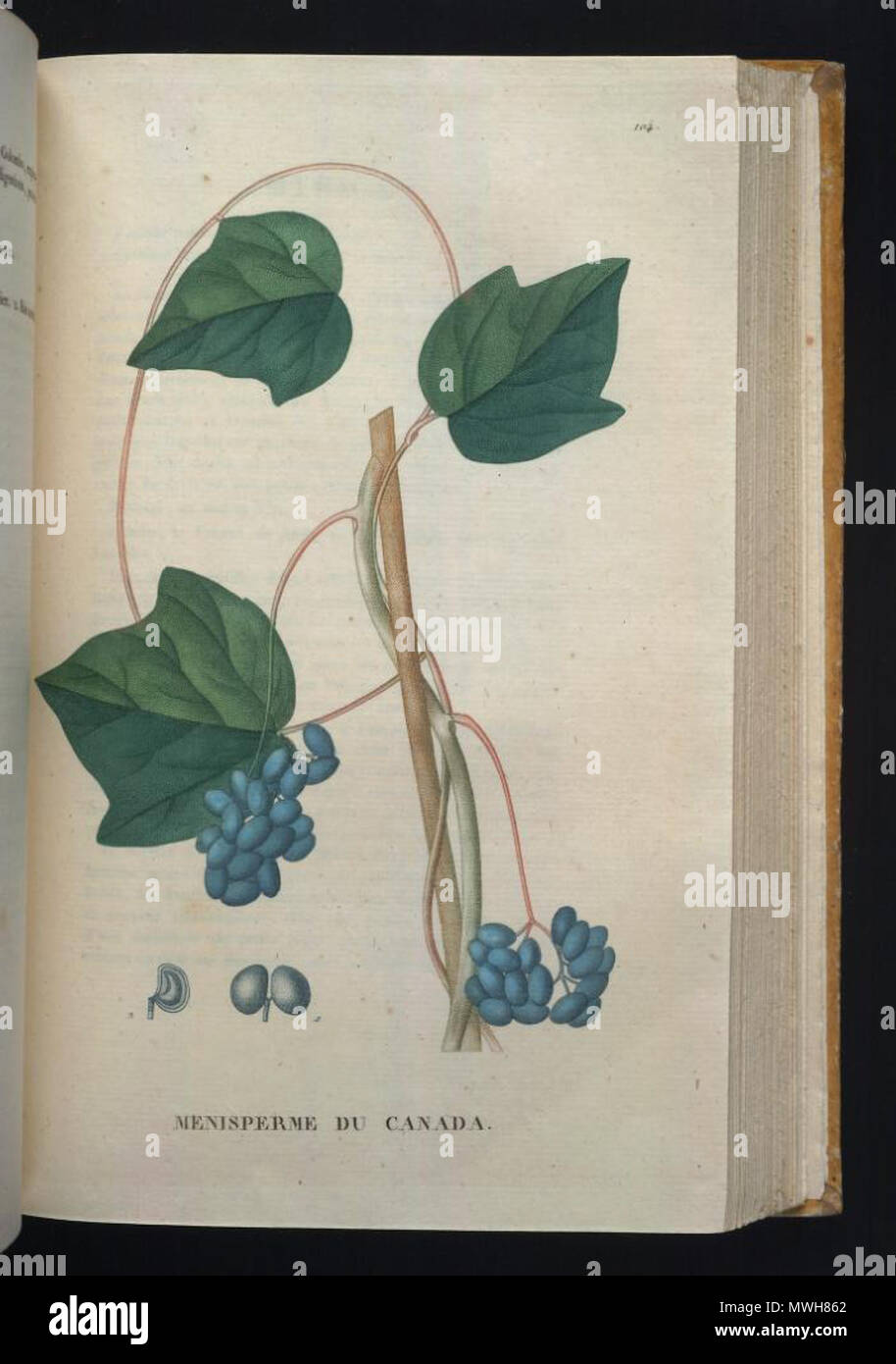 . Illustration of Menispermum canadense (Orig. Menisperme du Canada) . 1825. Jean Henri Jaume Saint-Hilaire 412 Menispermum canadense Stock Photo