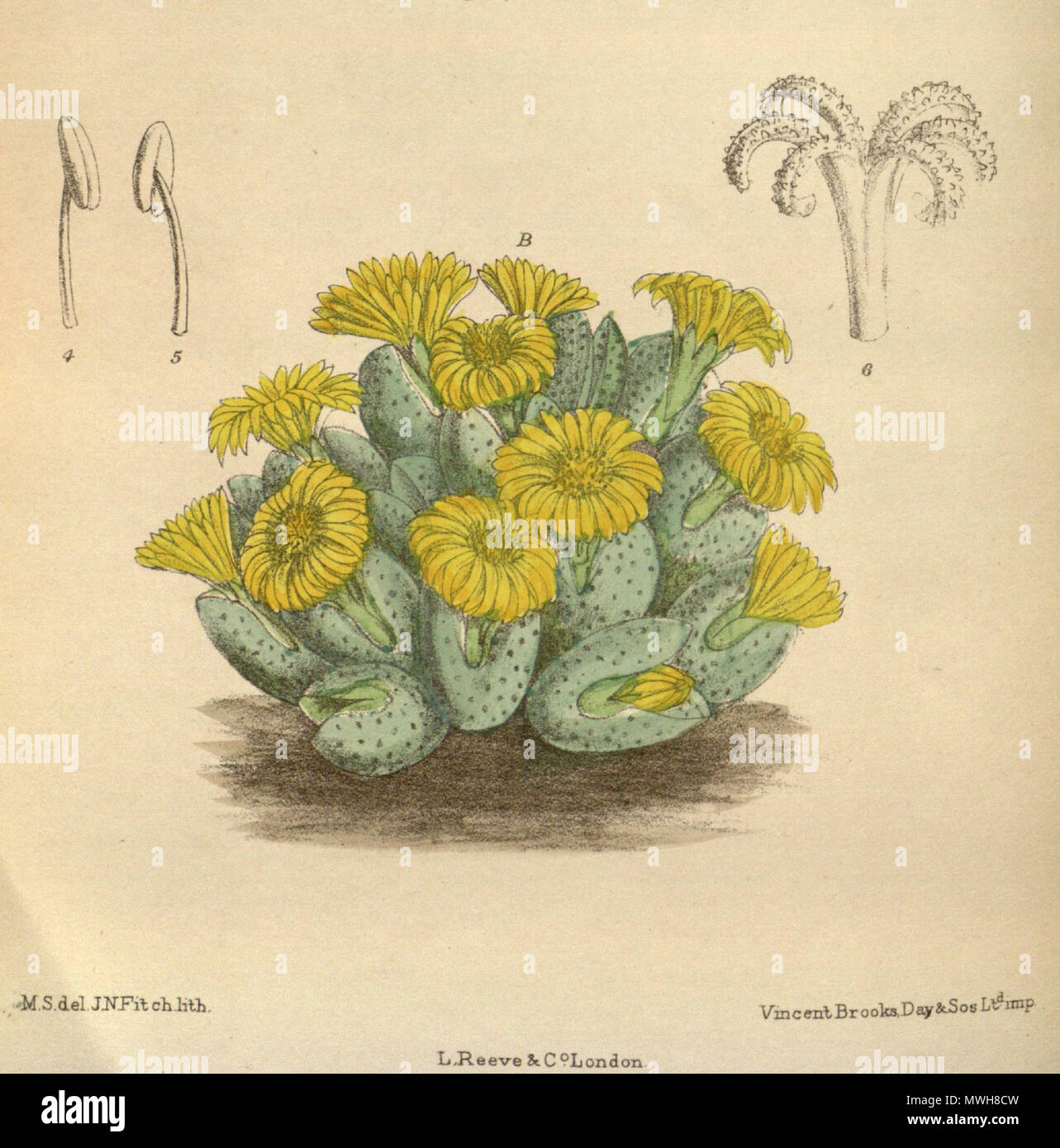 . Mesembryanthemum elishae (= Conophytum bilobum var. elishae), Aizoaceae . 1918. M.S. del., J.N.Fitch lith. 413 Mesembryanthemum elishae 144-8776B Stock Photo