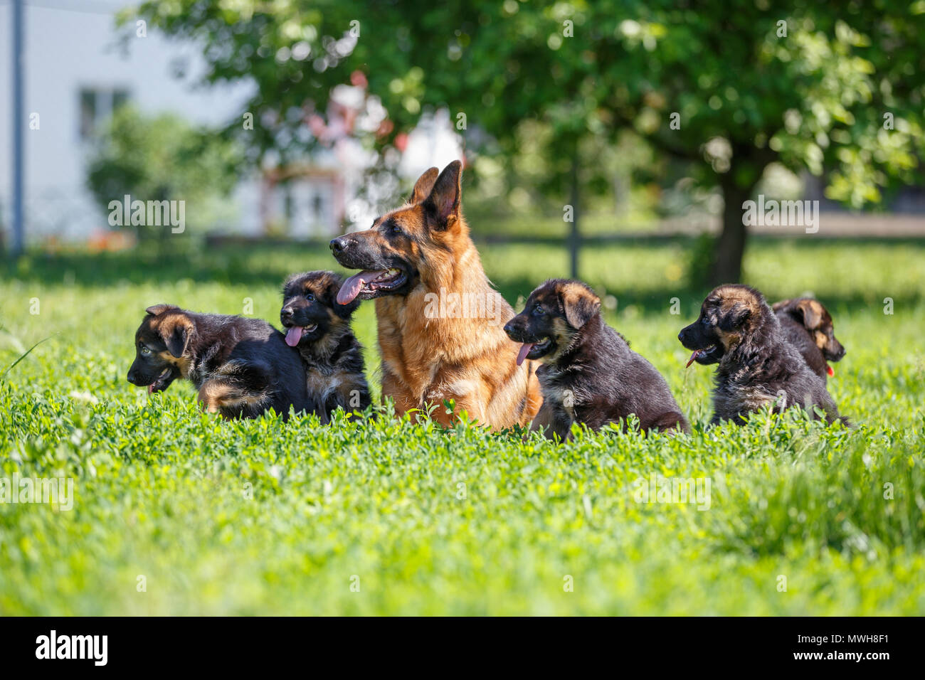 Image result for german shepherd and its puppies
