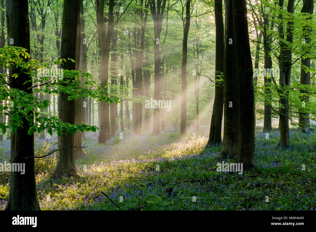 Shafts of light in the early morning in a bluebell wood. King's Wood, Challock, Kent, UK. Stock Photo