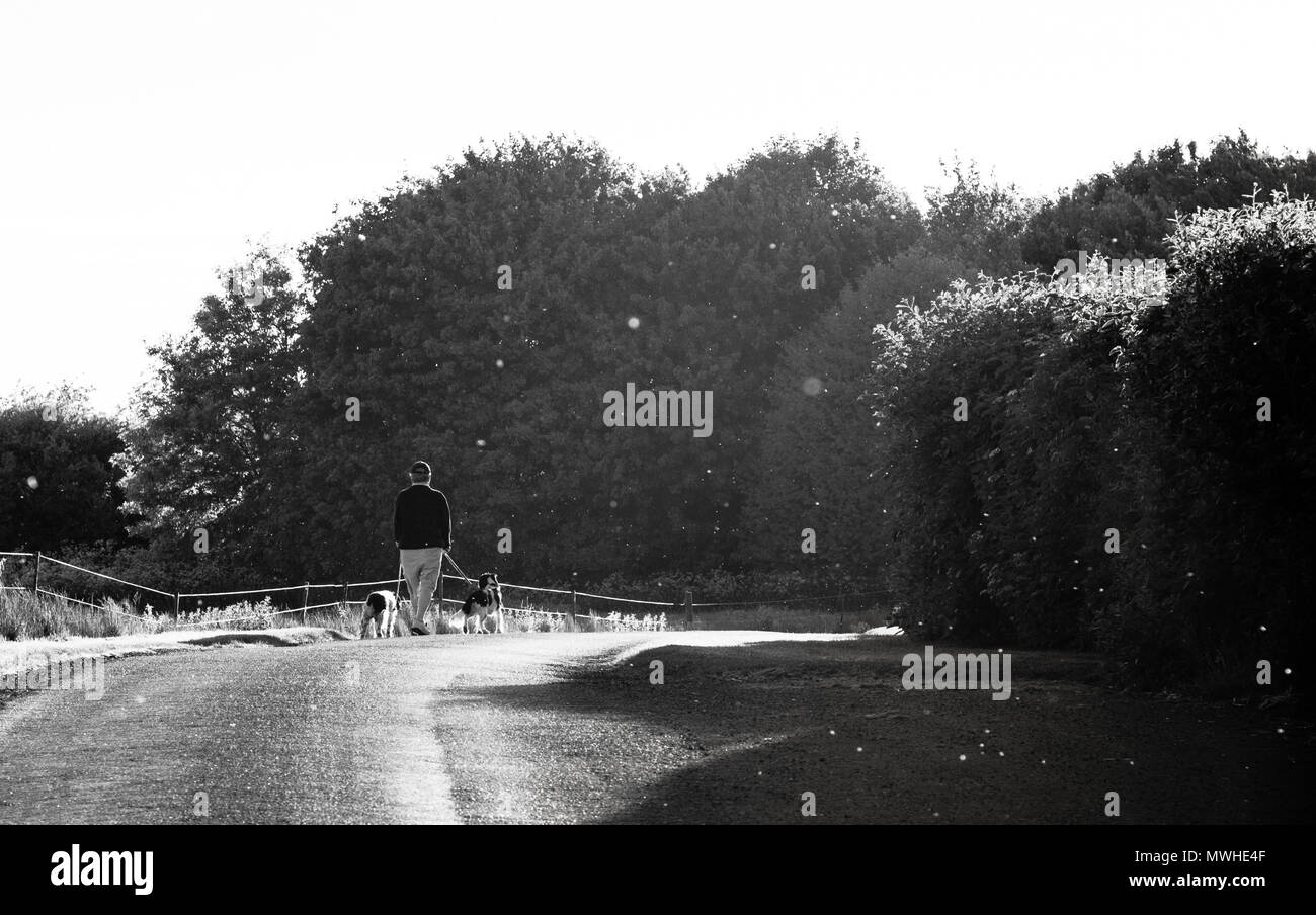 An elderly man walking his dogs in black and white Stock Photo - Alamy