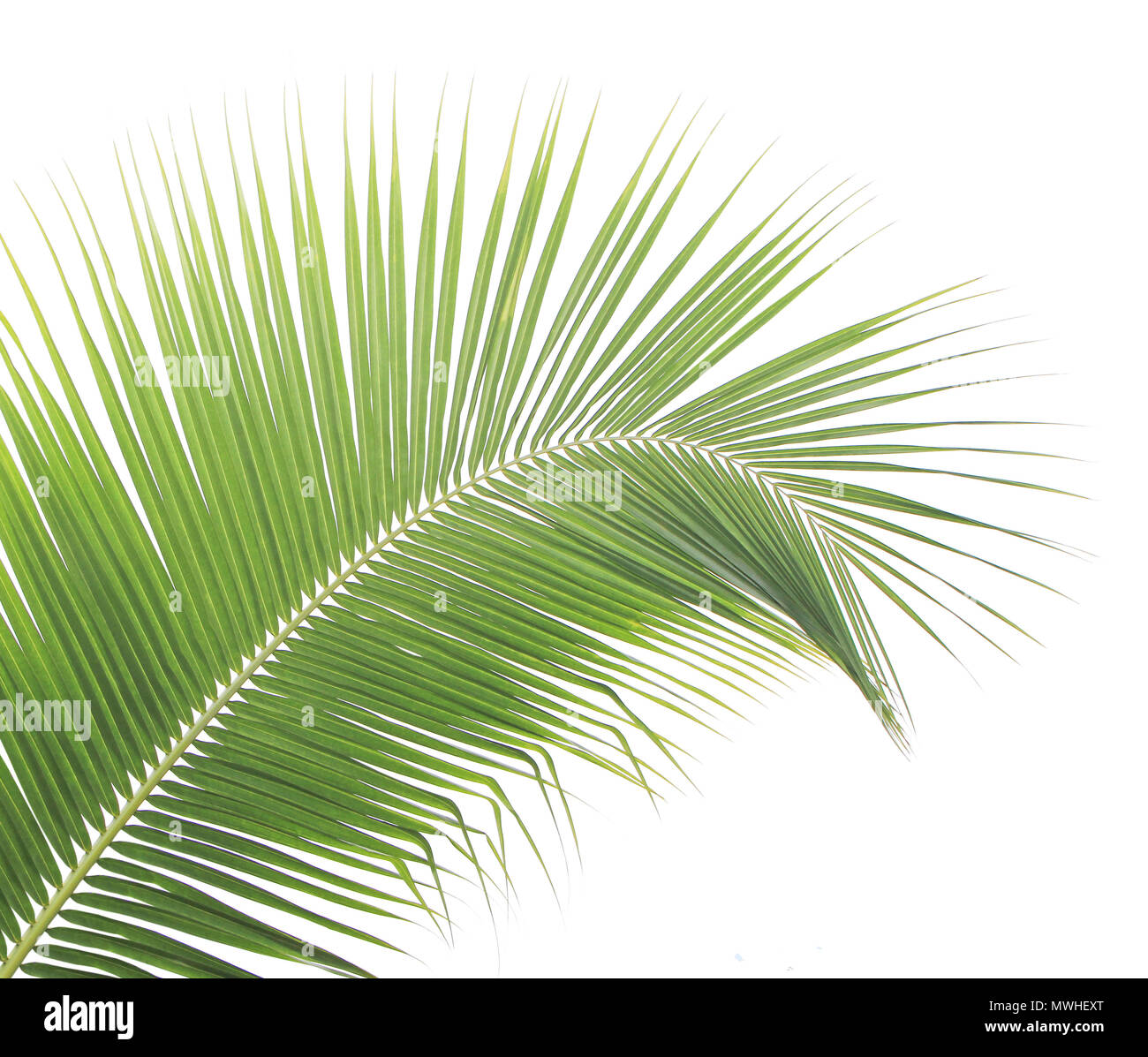 Coconut leaf isolated on white background Stock Photo - Alamy