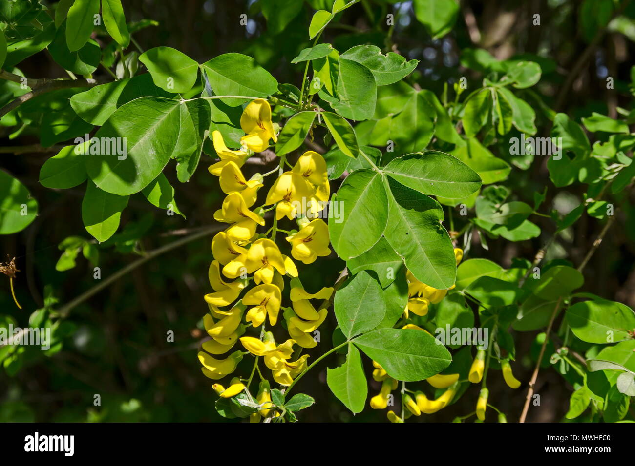 Yellow acacia tree, Siberian peashrub or Caragana arborescens branch with green leaves and yellow bloom flower, South park, Sofia,  Bulgaria Stock Photo