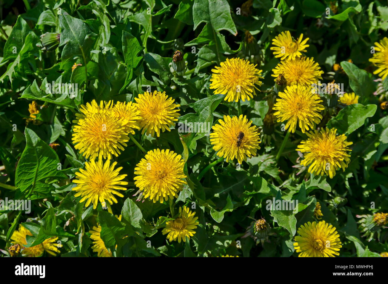 Bee alight on the fresh springtime yellow dandelion or Tarataxum officinale flower with bloom in meadow, South park, Sofia, Bulgaria Stock Photo