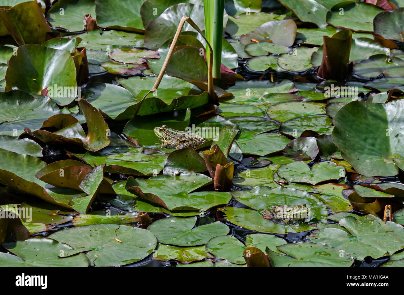 Green pond frog or rana amphibian species aquatic animal  basking in the sun on lily pad, South park, Sofia, Bulgaria Stock Photo