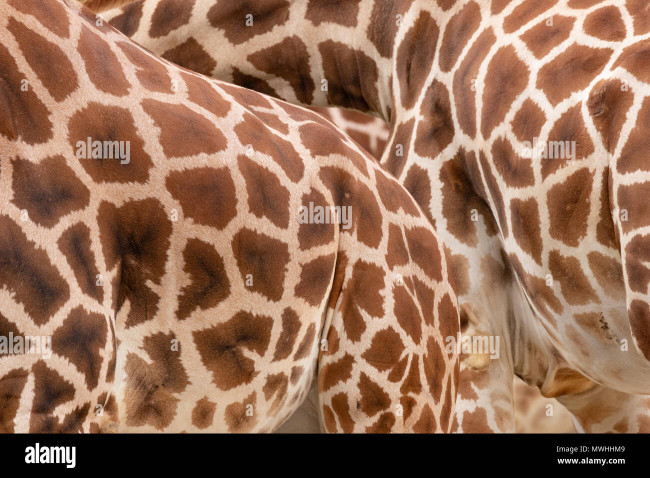 Rothschild's giraffe (Giraffa camelopardalis rothschildi) portrait in zoo of Madrid, Spain, Europe. Stock Photo