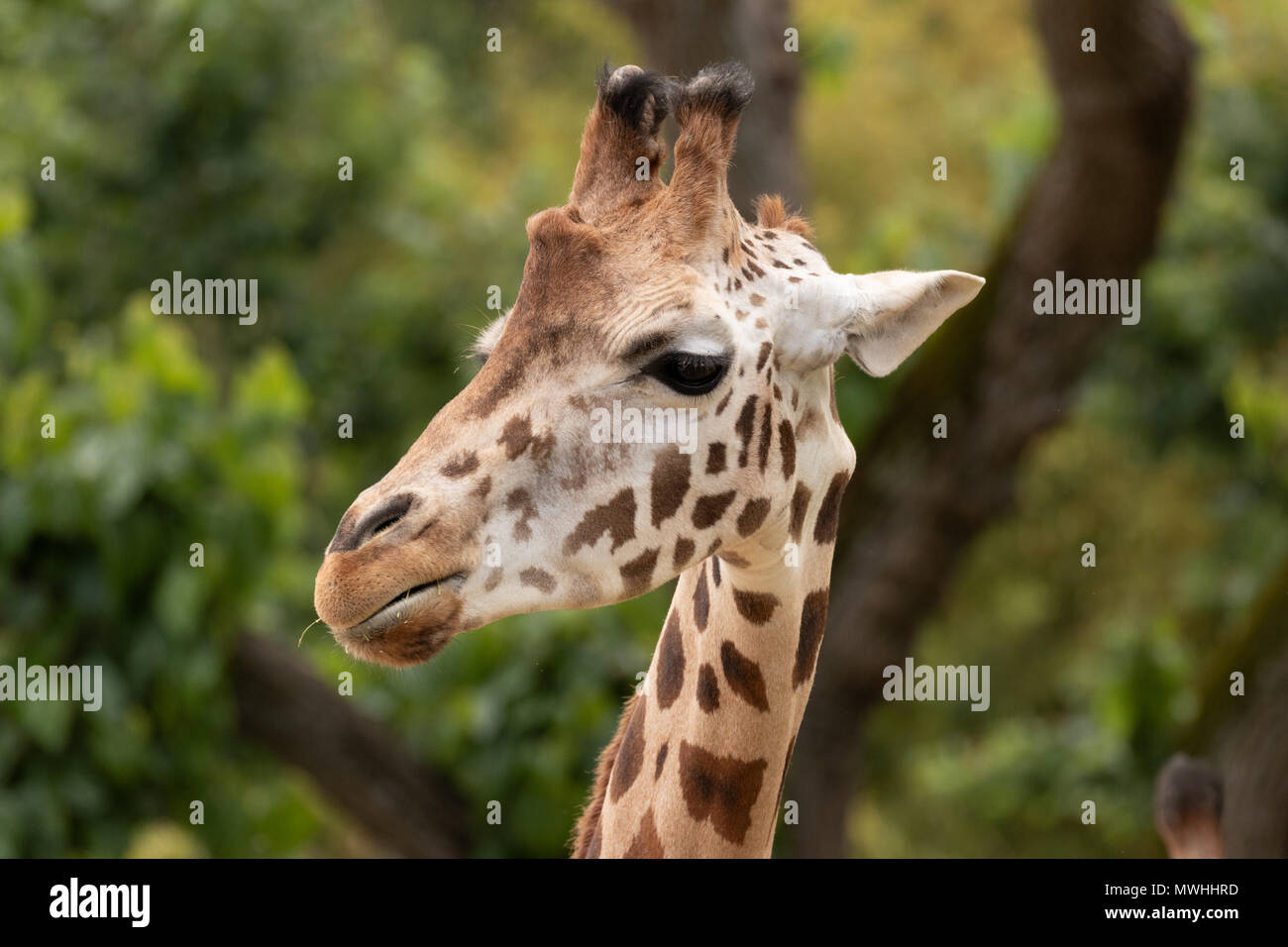 Rothschild's giraffe (Giraffa camelopardalis rothschildi) portrait in zoo of Madrid, Spain, Europe. Stock Photo
