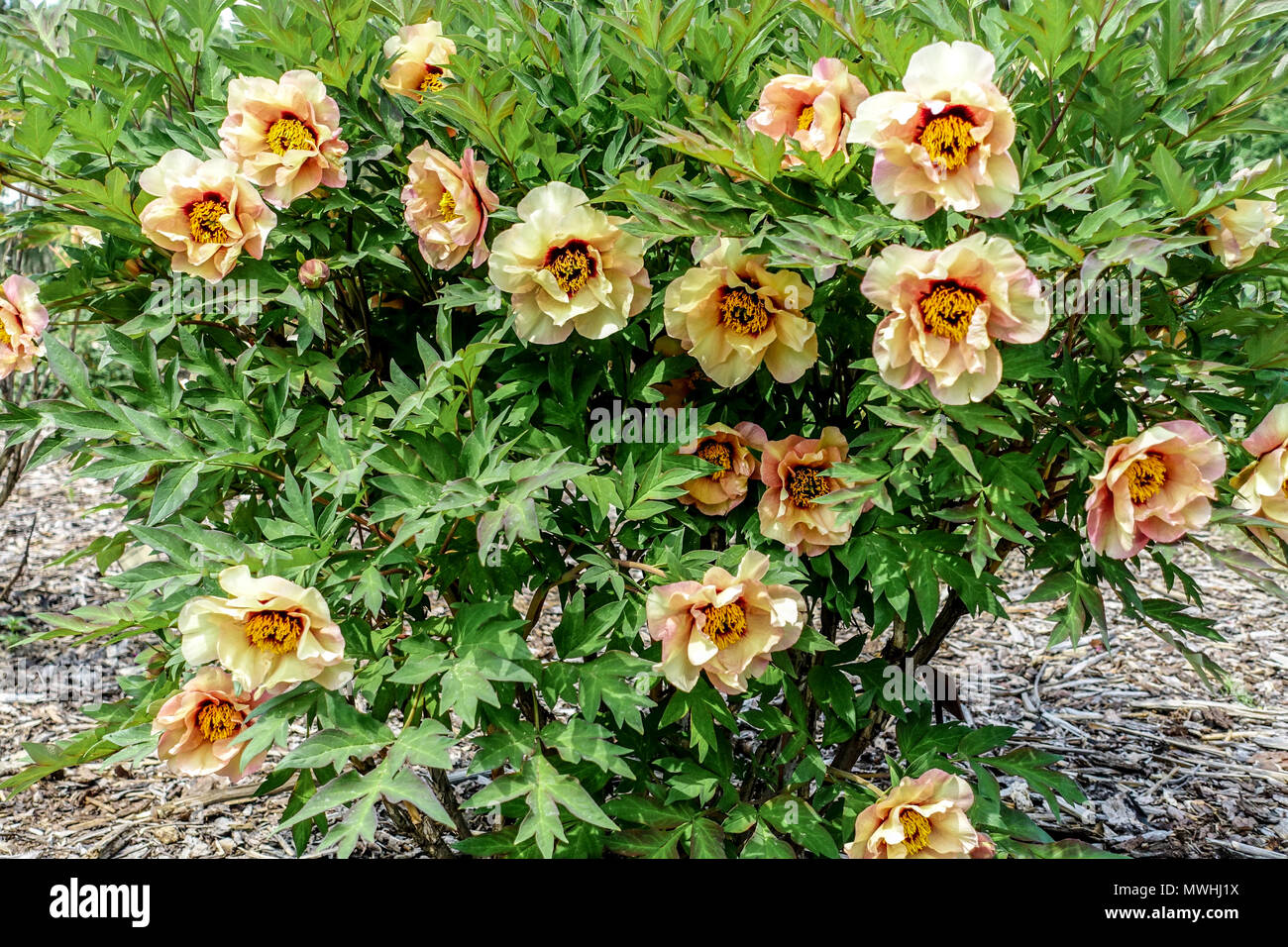 Yellow Cream flowers, Tree peony Paeonia ' Callies Memory ', Peonies  Intersectional Itoh Hybrid Stock Photo