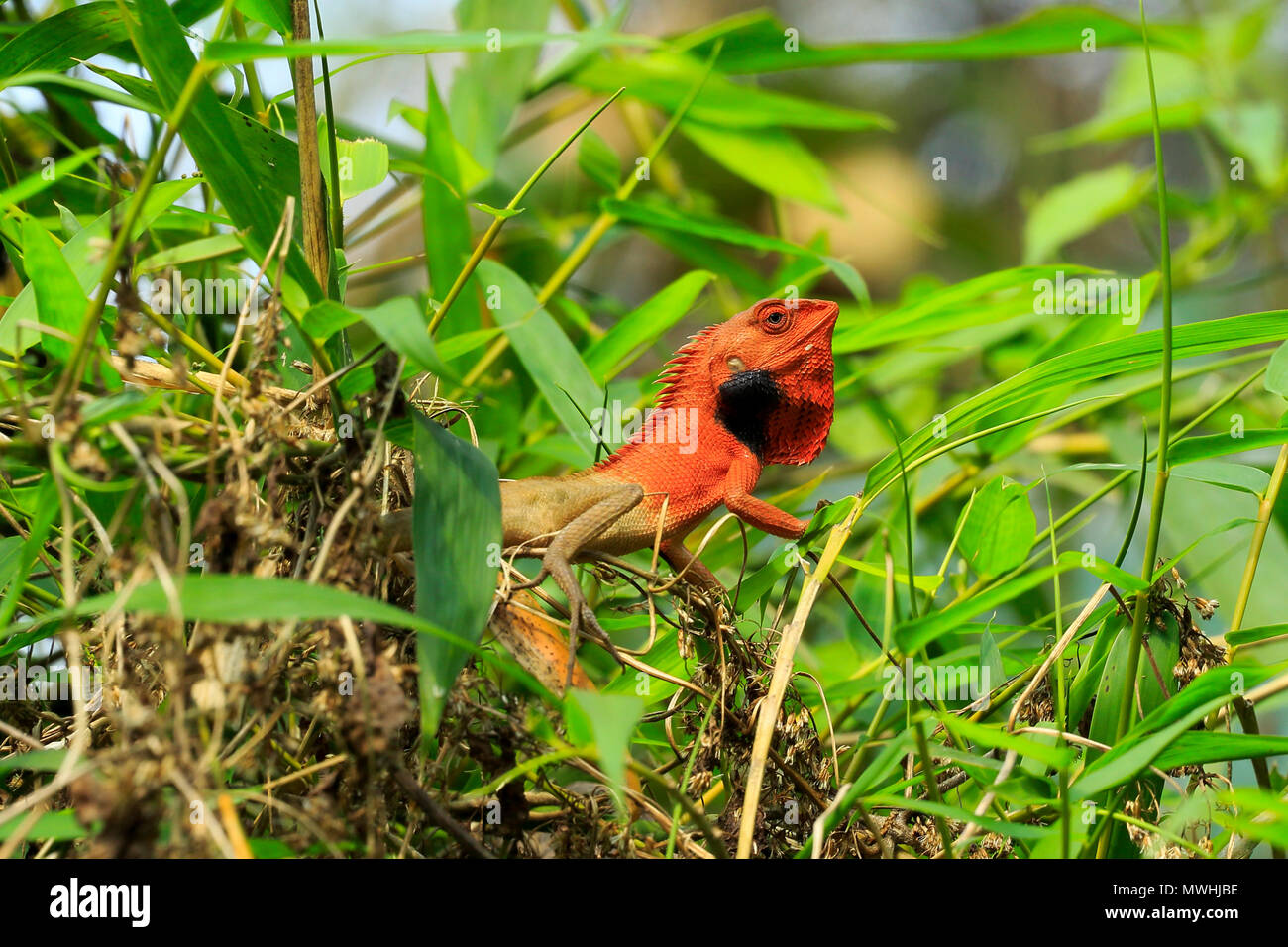 Common garden lizard, eastern garden lizard or changeable lizard (Calotes versicolor), Satchari National Park, Habiganj, Bangladesh Stock Photo