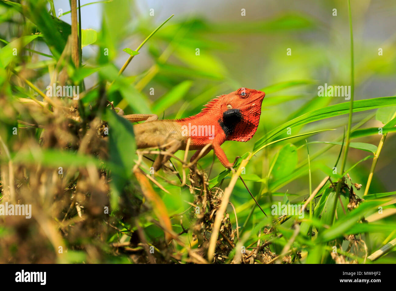Common garden lizard, eastern garden lizard or changeable lizard (Calotes versicolor), Satchari National Park, Habiganj, Bangladesh Stock Photo