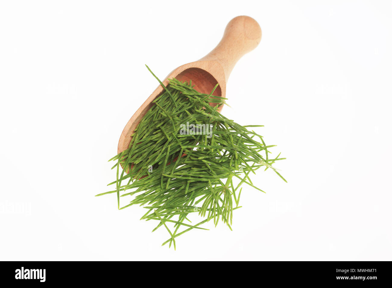 Horsetail in folk and traditional medicine 100 Horsetail in folk and traditional medicine 71