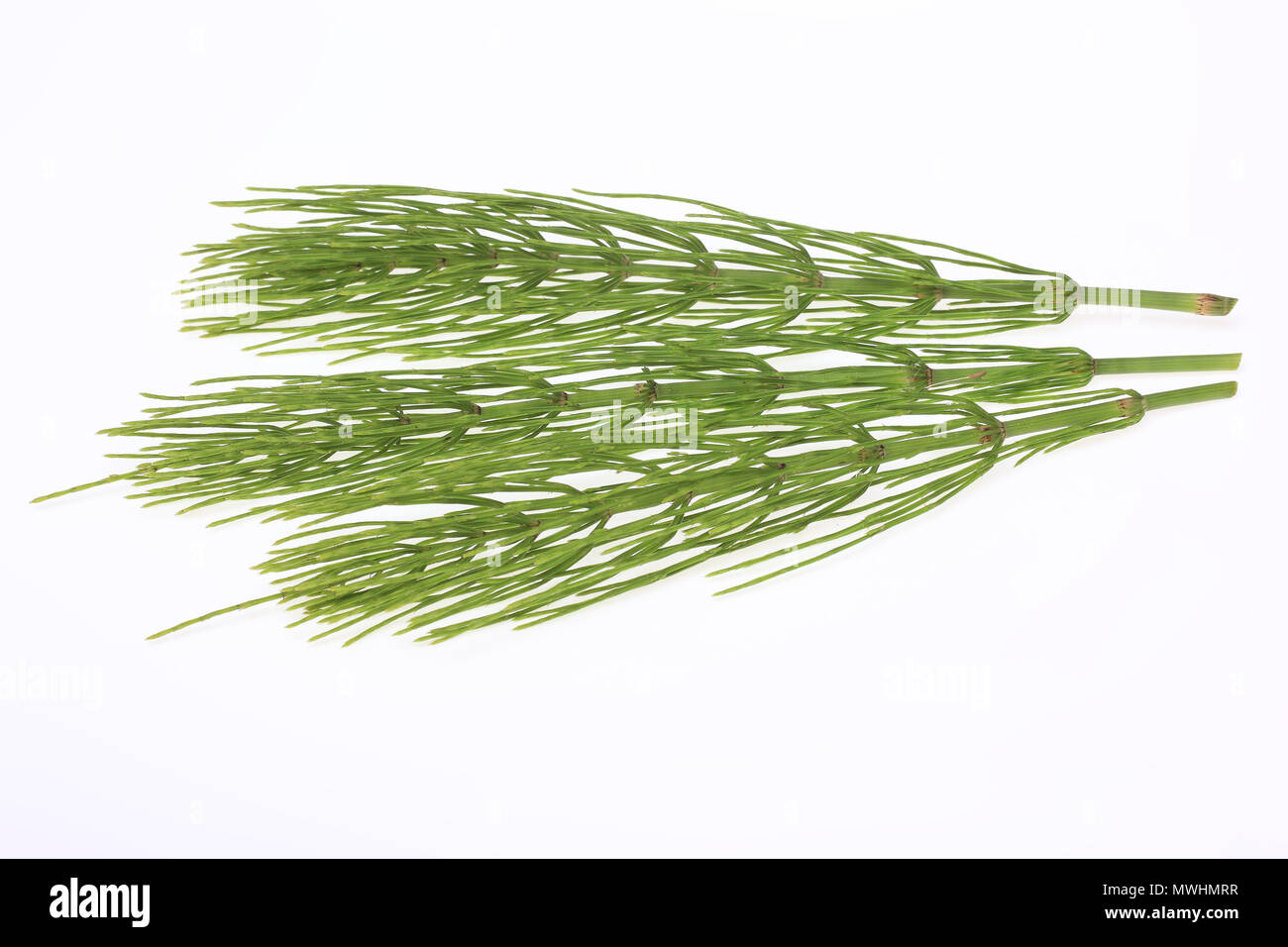 Medicinal plant, Equisetum arvense, the field horsetail or common horsetail Stock Photo