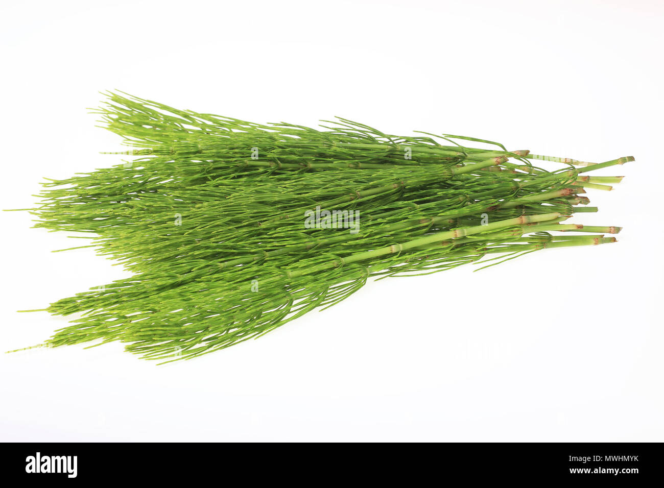 Horsetail in folk and traditional medicine 7 Horsetail in folk and traditional medicine 48