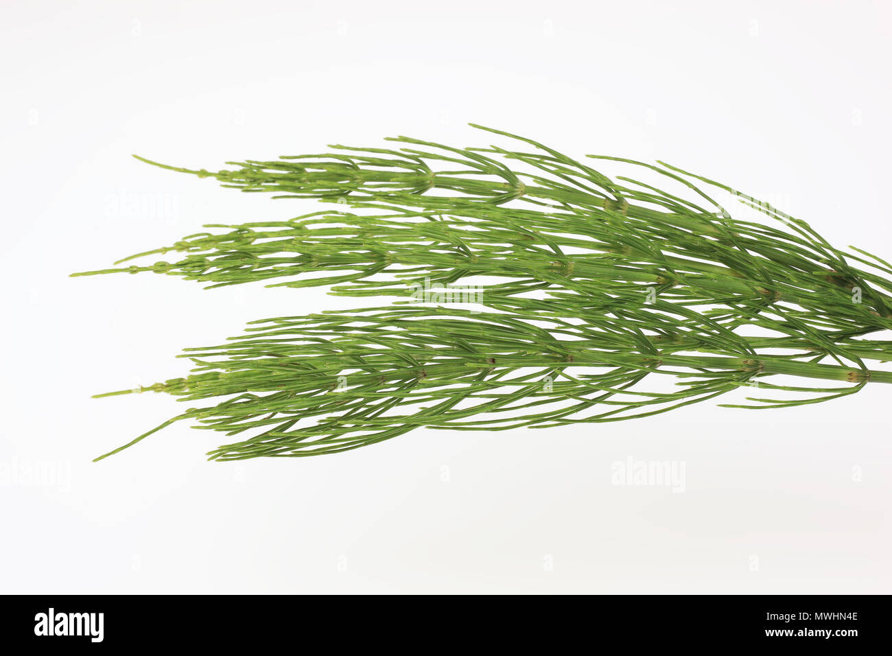 Medicinal plant, Equisetum arvense, the field horsetail or common horsetail Stock Photo