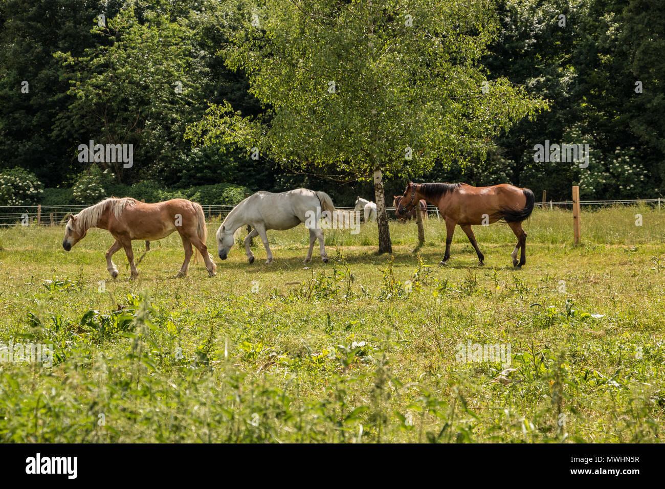 Horses on the green meadow Stock Photo