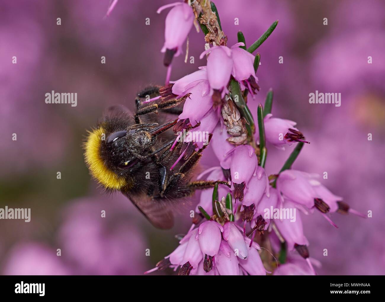 early bumblebee, Bombus pratorum, gyne on winter-flowering heather Stock Photo