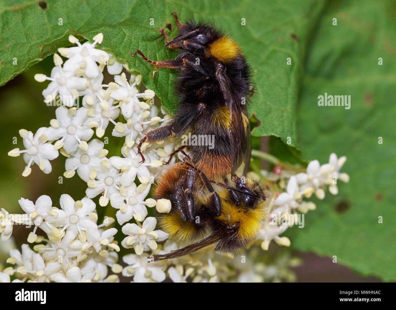 early bumblebee, Bombus pratorum, pair in cop Stock Photo