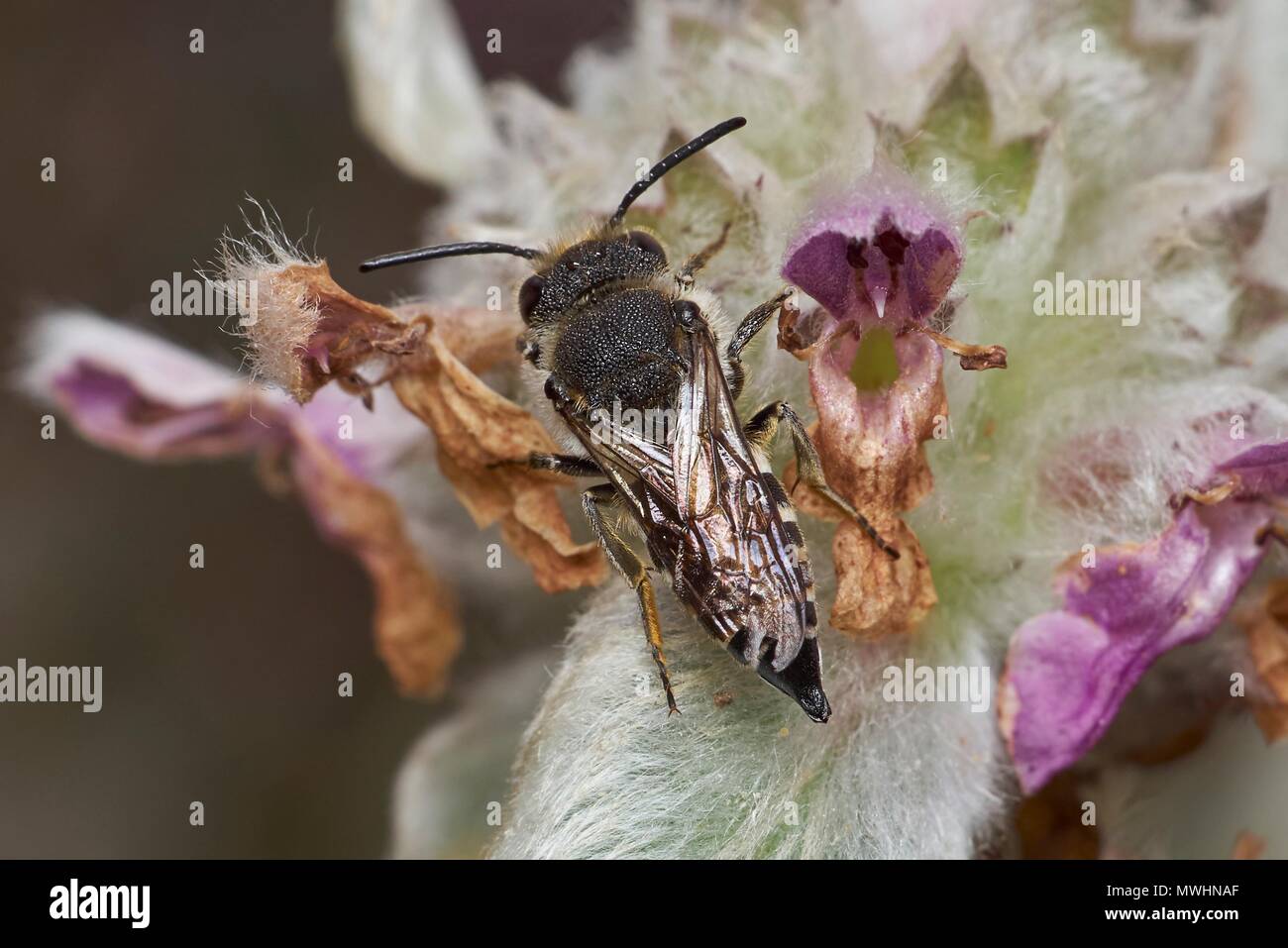 rufescent sharp-tailed bee, Coelioxys rufescens, female Stock Photo