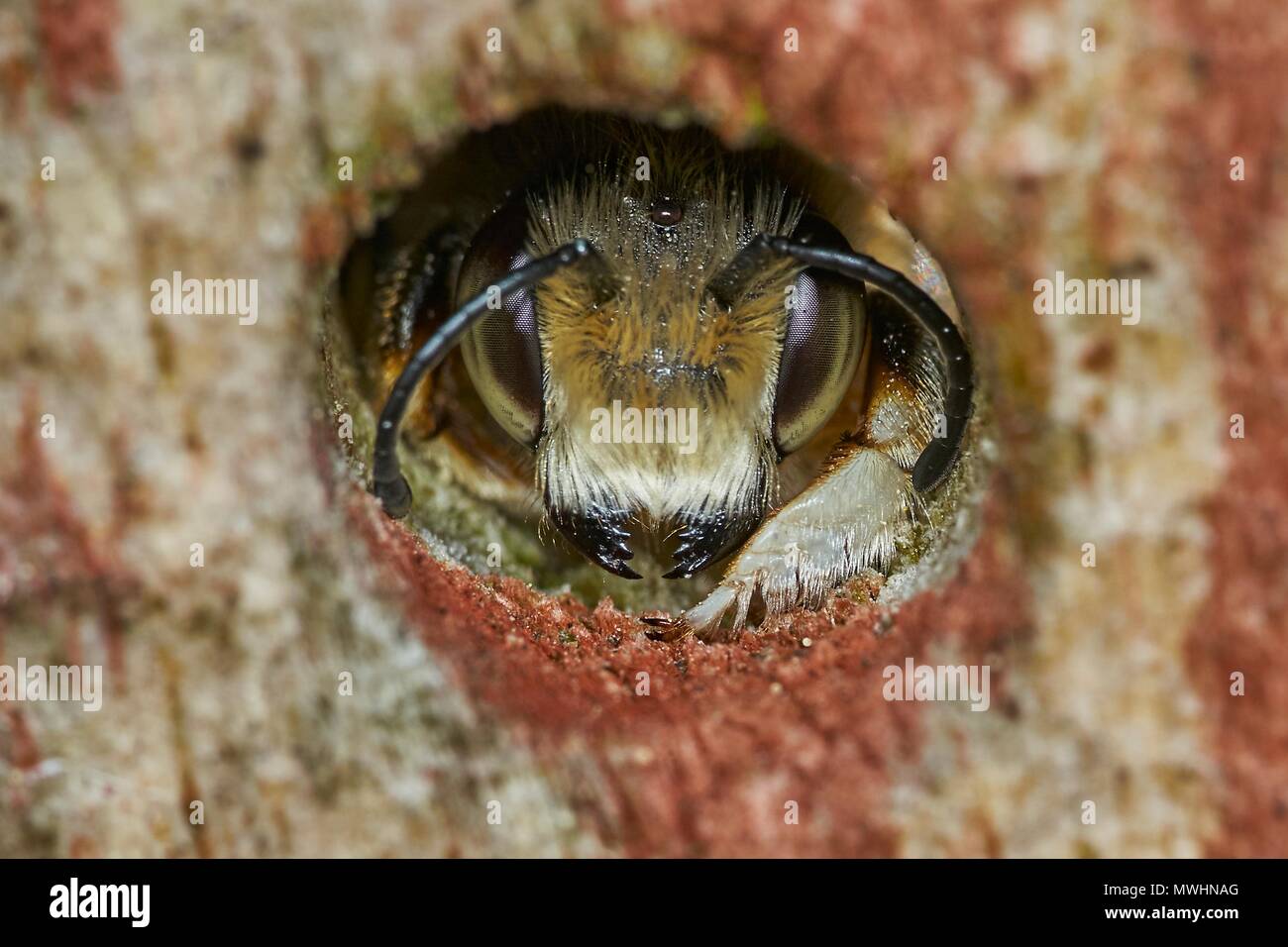 Willughby's leafcutter bee, Megachile willughbiella, male, in bee hotel Stock Photo