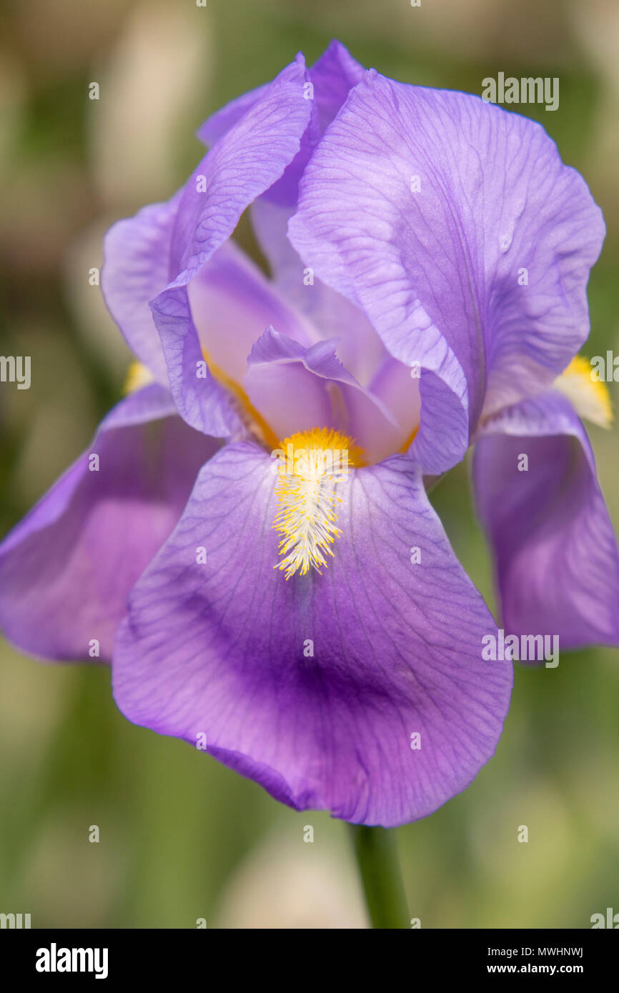 Mauve iris hi-res stock photography and images - Alamy