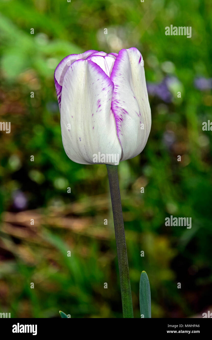 White tulip cup with purple tipped petals Stock Photo