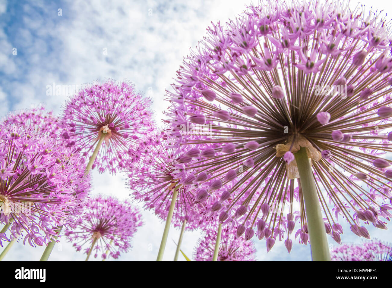 Alliums on a summers day Stock Photo