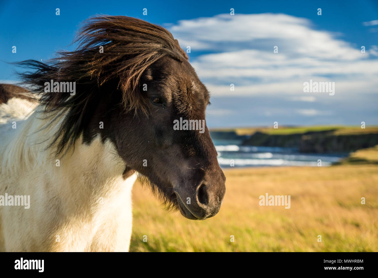 icelandic horse in windy conditions Stock Photo