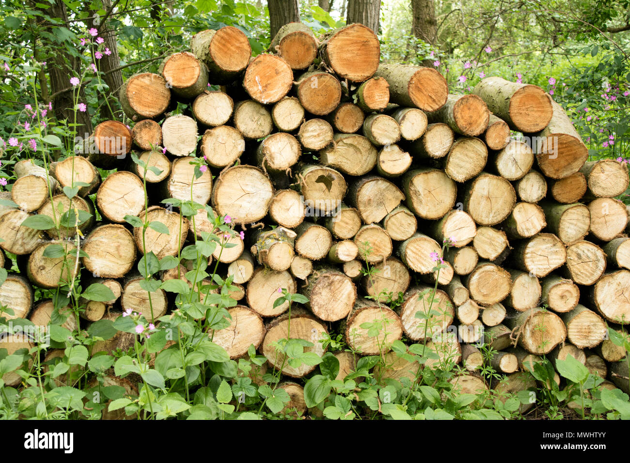 Logs stacked as a wildlife habitat, England, UK Stock Photo
