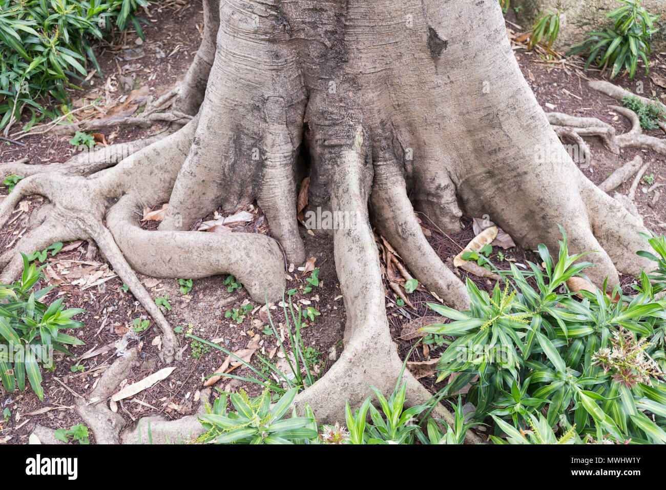 Tree Roots Above Ground