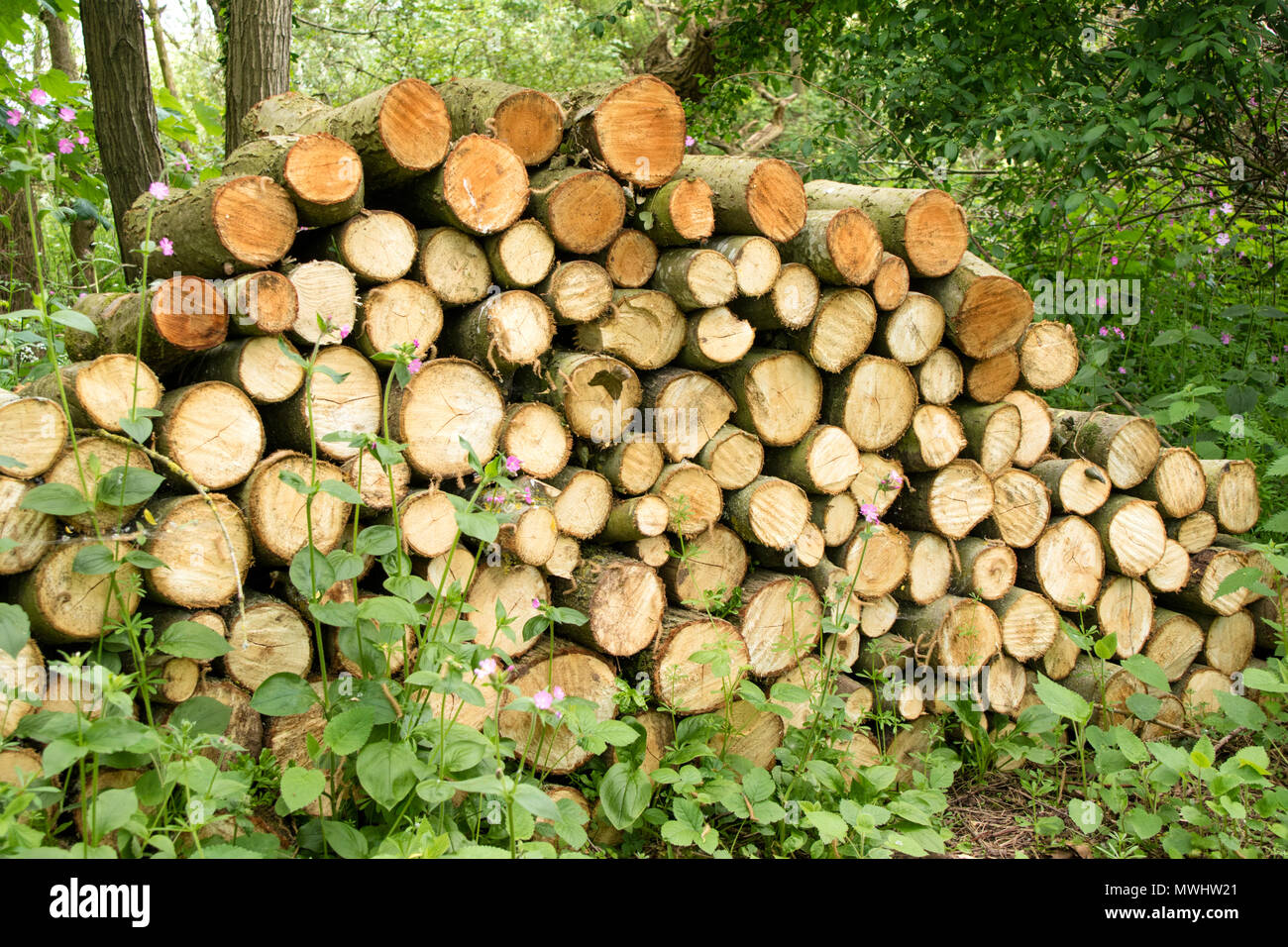 Logs stacked as a wildlife habitat, England, UK Stock Photo