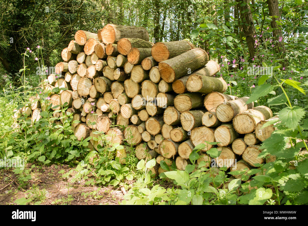 Logs stacked as a wildlife habitat, England, UK Stock Photo Alamy