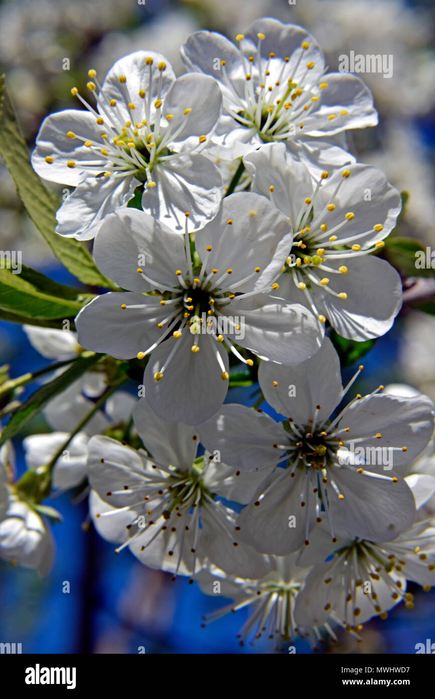Close-up photo of a cluster of sour cherry blossoms reveals the fine details in bright sunlight Stock Photo