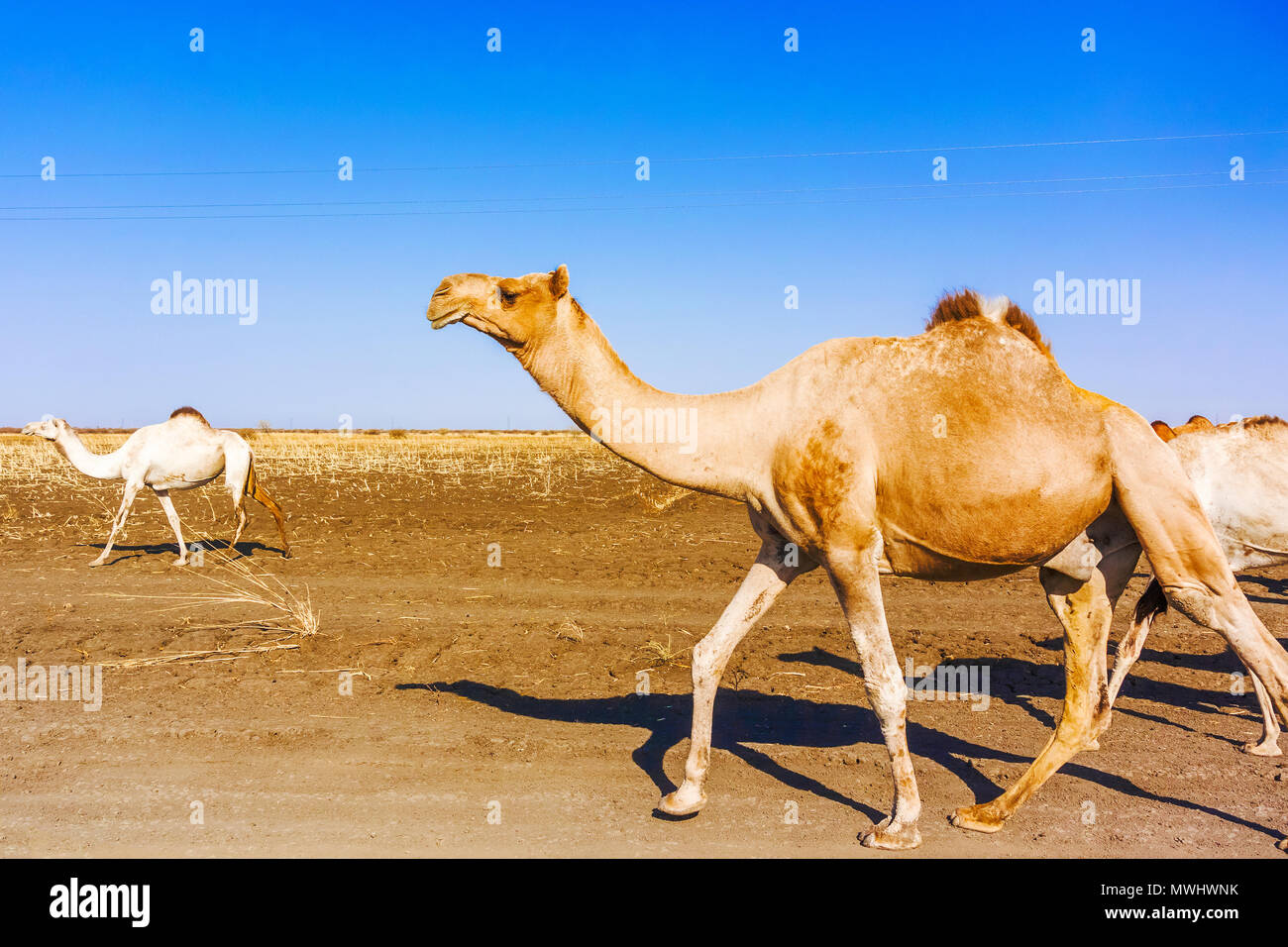 Herd of camels are crossing the road near El Hawata in Sudan. Stock Photo
