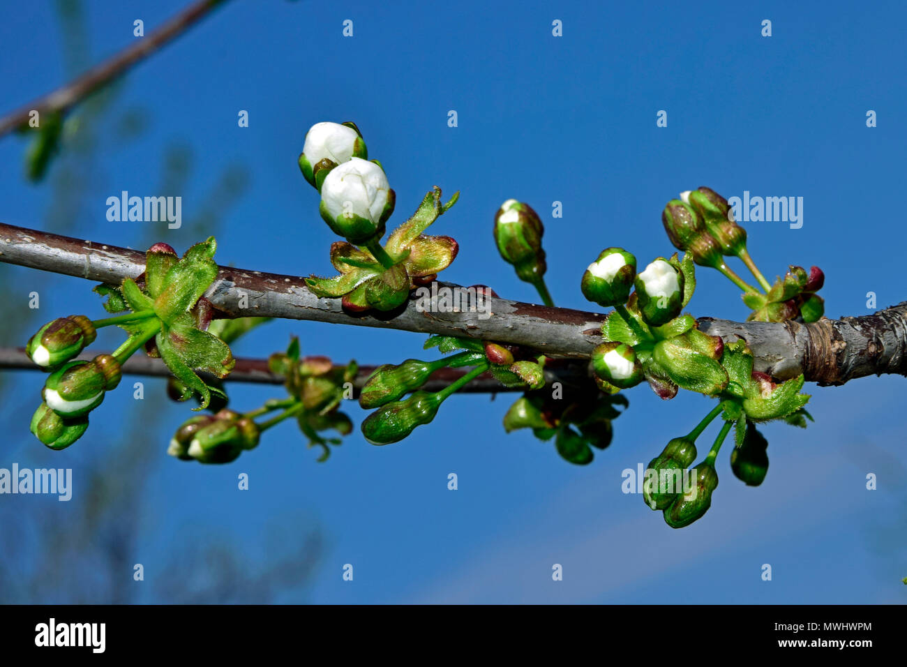 The white blossom buds appear first on a sour cherry tree branch Stock Photo