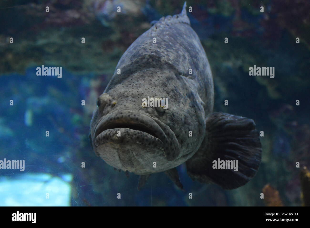 Grouper fish swimming underwater Stock Photo Alamy