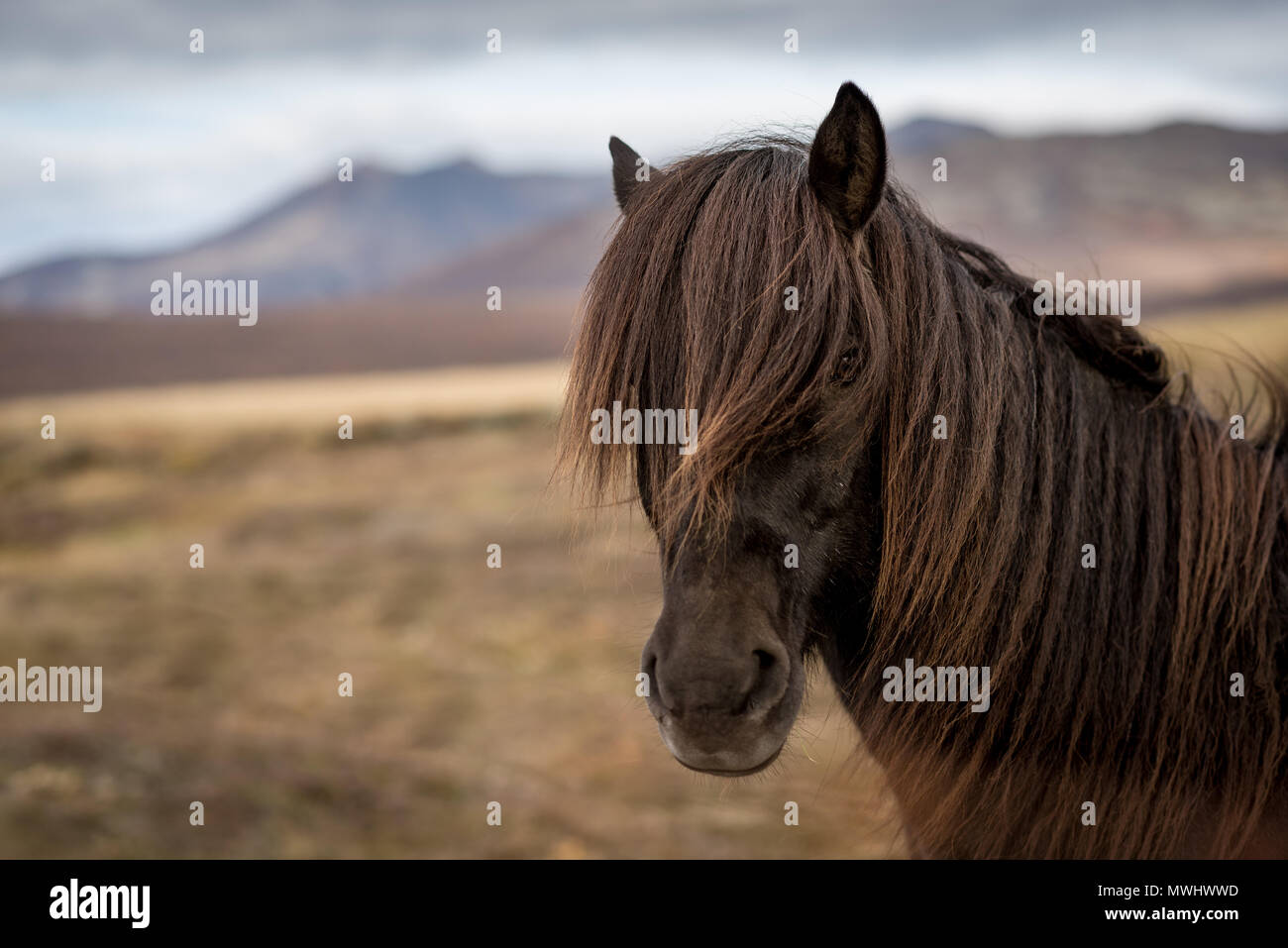 icelandic horse in thingvellir national park, iceland during autumn Stock Photo