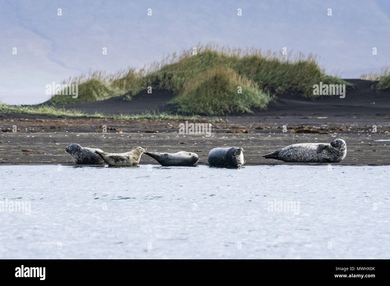 seals at hvitserkur, northern Iceland Stock Photo