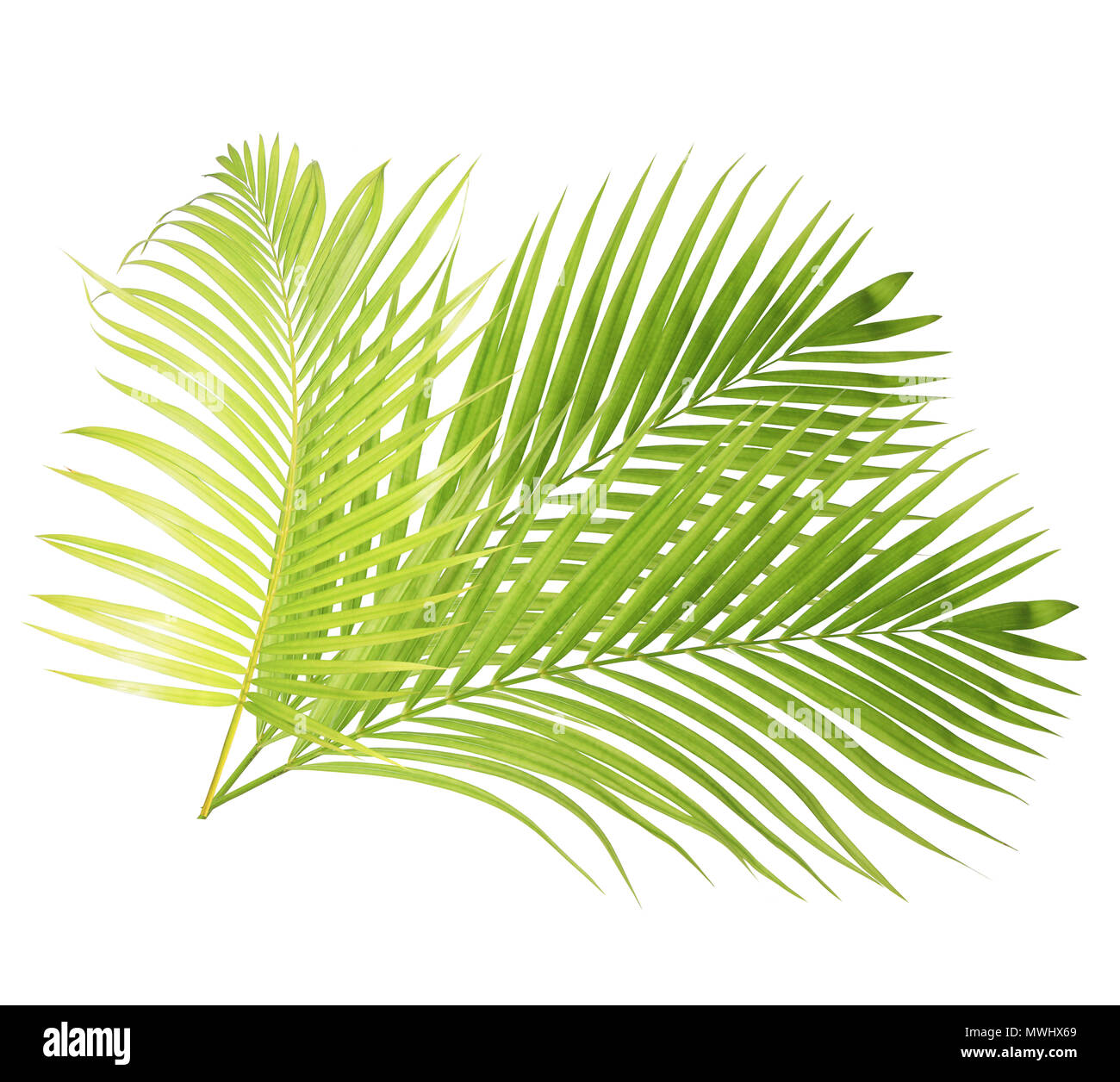Green palm leaf isolated on white background Stock Photo - Alamy