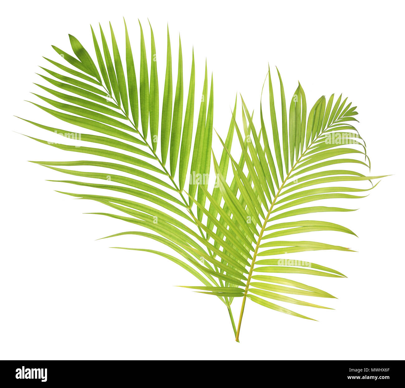 Green palm leaf isolated on white background Stock Photo - Alamy