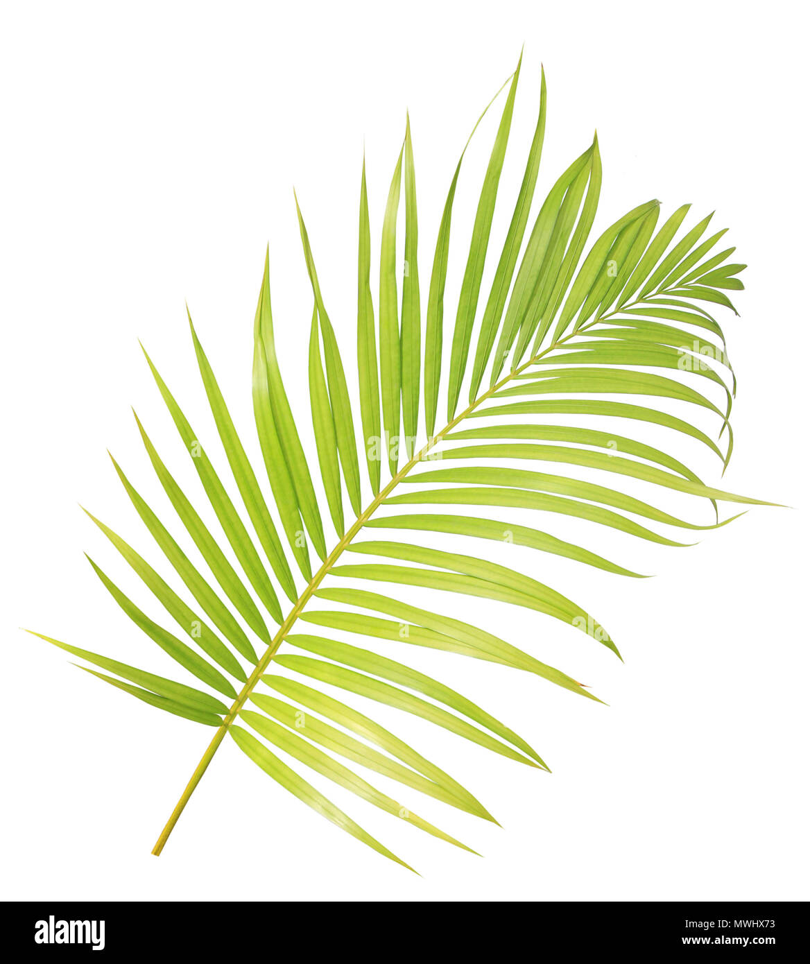 Green palm leaf isolated on white background Stock Photo - Alamy