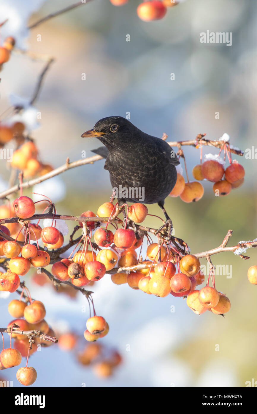 Male Black Bird (Turdus merula) in a Crab Apple tree in winter, Britain, UK Stock Photo Alamy